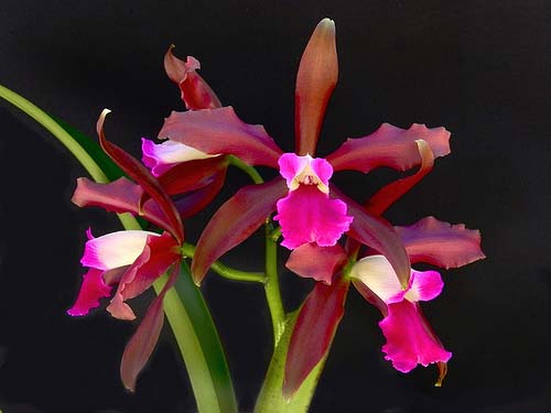Laelia tenebrosa 'Aline' x Cattleya leopoldii 'Dark Prince'