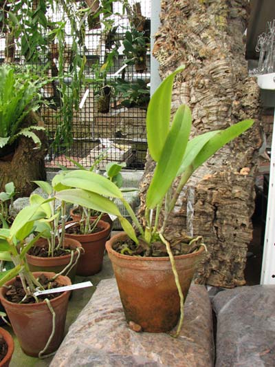 Laelia tenebrosa 'Aline' x Cattleya leopoldii 'Dark Prince'
