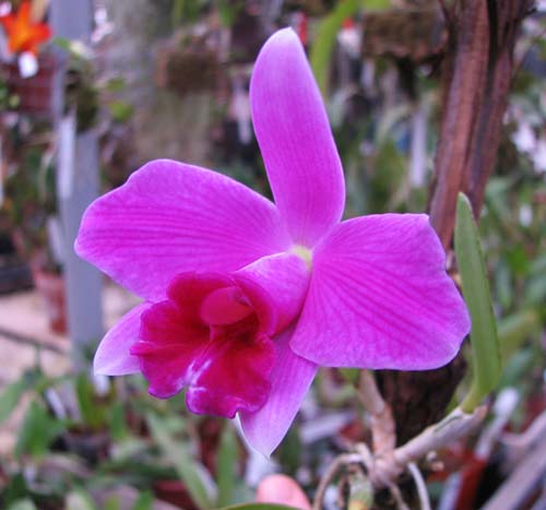 Laelia pumila 'Ruby' (Z-71) x Laelia pumila 'Black Diamond'