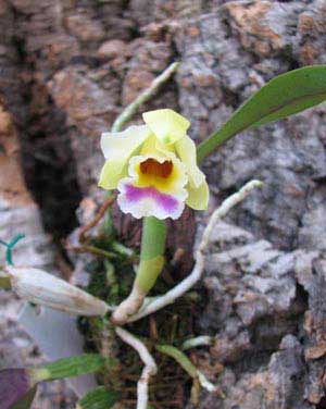 Laelia alaori suave 'Binot' x Cattleya luteola 'Big Star'