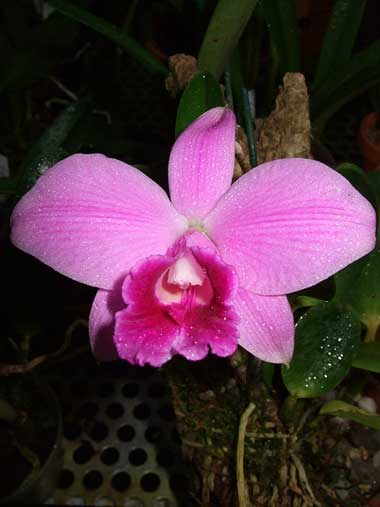 Laelia pumila 'Topazio Vermelho' (Z-71) x Laelia pumila 'Granada'