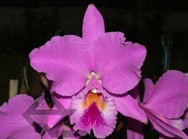 Cattleya labiata tipao 'Rodrigues' x Cattleya labiata tipo 'Cara Grande'