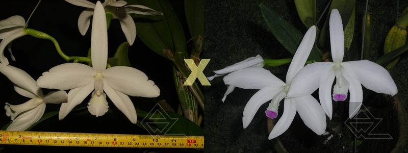 Laelia perrini delicata 'AM' XXXX x Laelia perrini semi alba 'WF'