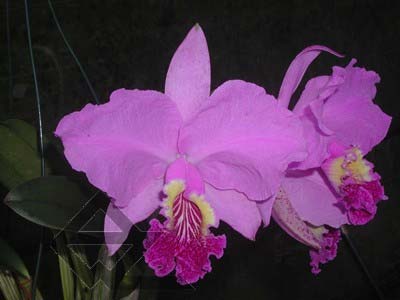 Cattleya lueddemanniana escura 'Roja' x Cattleya lueddemanniana escura 'Orinoco'