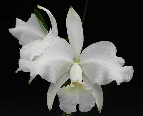 Cattleya lueddemanniana alba 'Candia' x self