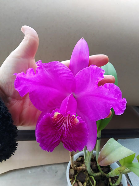 Cattleya lueddemanniana rubra 'Dark Giant' x Cattleya lueddemanniana escura 'Fennel IX'