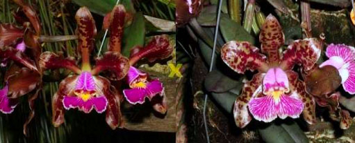 Cattleya schilleriana 'Agua Surda' x Cattleya schilleriana 'Olinda'