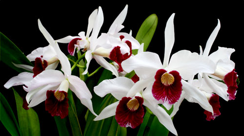 Laelia purpurata semi alba 'Sindarosa'