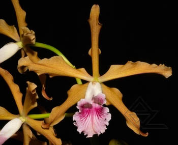 Laelia grandis tipo 'Edmundo Num 04' x SELF