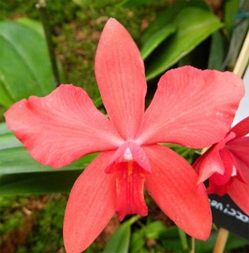 Sophrocattleya Pearllouis (Cattleya bicolor alba x Sophronitis coccinea)
