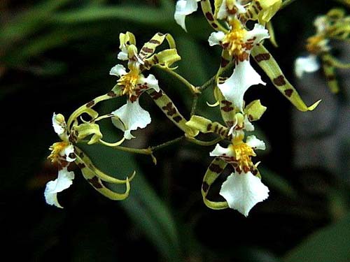 Oncidium phymatochillum