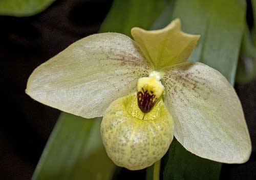 Paphiopedilum Maelstrom (Armeniwhite X jackii)