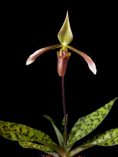 Paphiopedilum dayanum