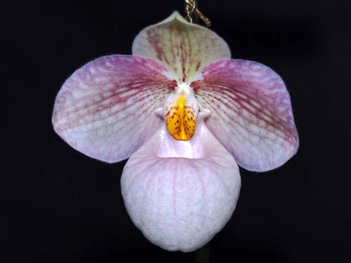Paphiopedilum emersonii x micranthum