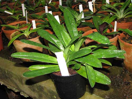 Paphiopedilum glaucophyllum X chamberlainianum X glanduliferum
