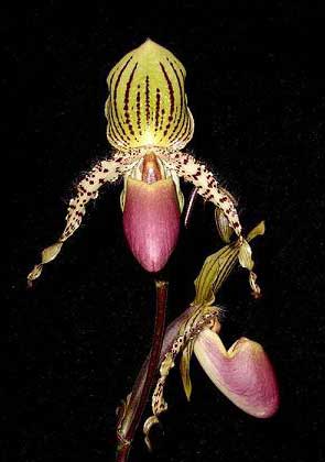 Paphiopedilum glaucophyllum X chamberlainianum X glanduliferum
