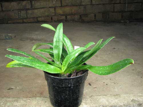 Paphiopedilum glaucophyllum X chamberlainianum X glanduliferum