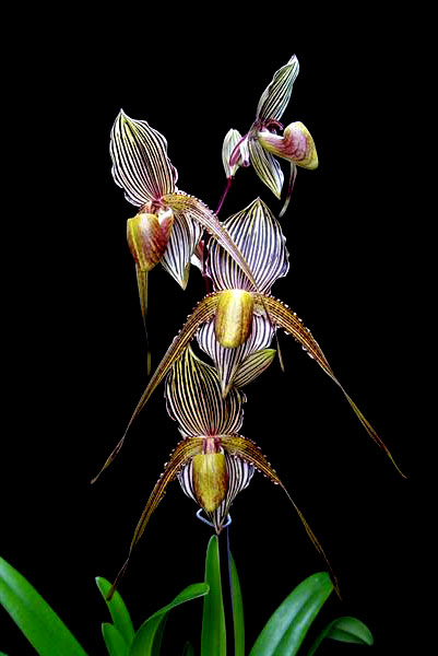 Paphiopedilum Saint Swithin (philippinense x rothschildianum)