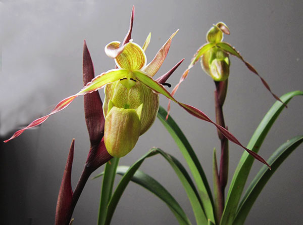 Phragmipedium longifolium
