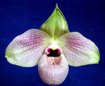 Paphiopedilum malipoense x vietnamense