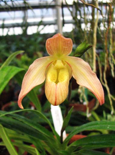 Phragmipedium Olaf Gruss (besseae x pearcei)