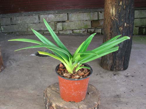 Phragmipedium Olaf Gruss (besseae x pearcei)