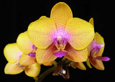 Phalaenopsis Brother Sara Gold