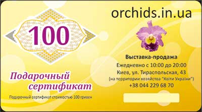 Подарунковий сертифікат «100»