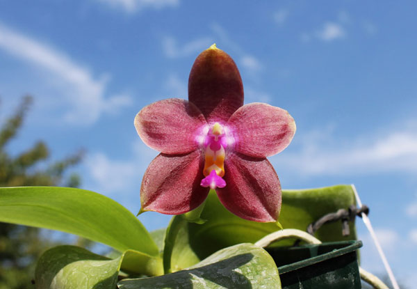 Phalaenopsis Penang Girl