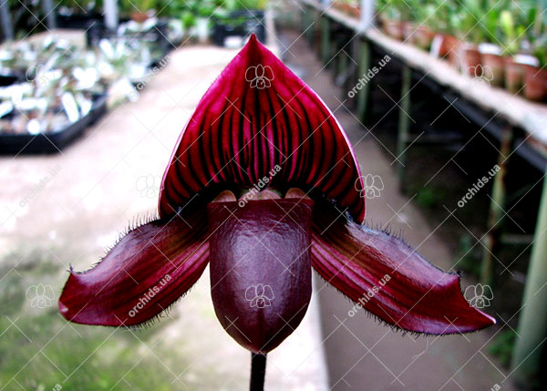Paphiopedilum Maudiae vinicolor 'Schwarze Madonna'