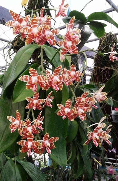 Phalaenopsis amboinensis