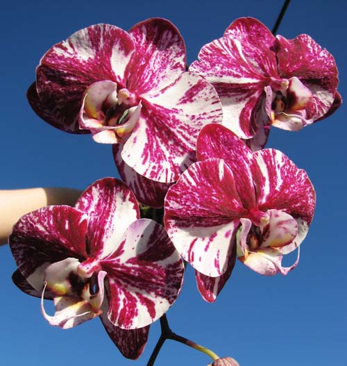 Phalaenopsis hybrid mix