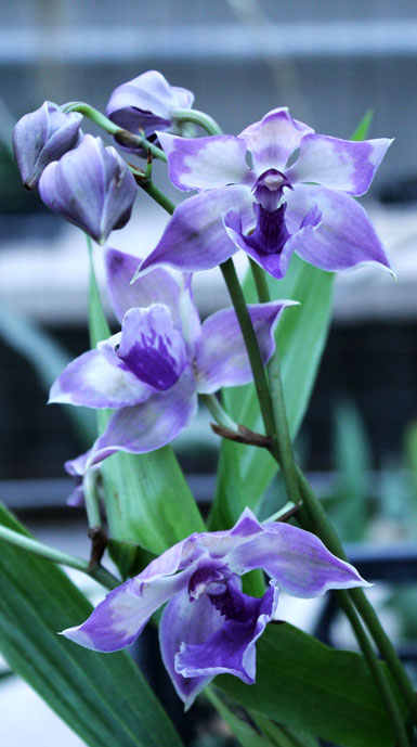 Zygopetalum 'Rhein Blue Angel'