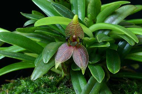 Dryadella cristata
