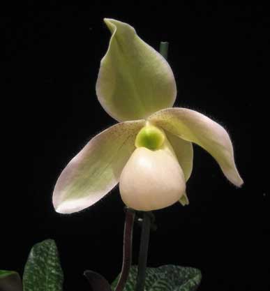 Paphiopedilum pinocchio x vietnamense