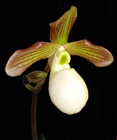 Paphiopedilum Satin Smoke (primulinum x micranthum)