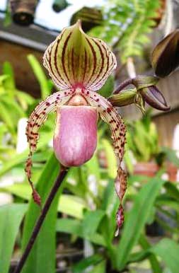 Paphiopedilum stonei x hermannii