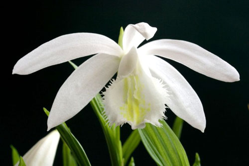 Pleione formosana \'Alba\'