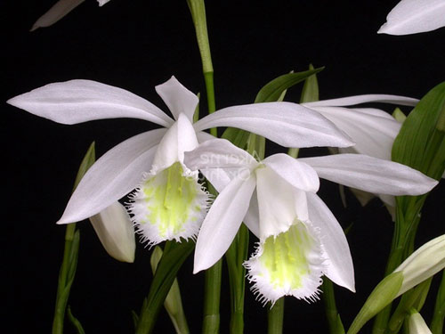 Pleione formosana 'Snowcap'
