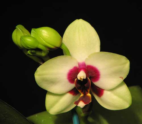 Phalaenopsis tying Shin Ruby x Phalaenopsis Taipei Gold