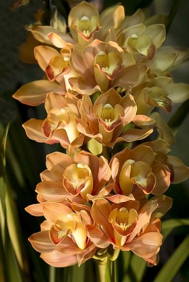 Cymbidium Pierette 'Milk Tea'