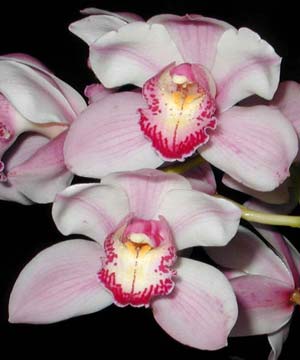 Cymbidium Pink Pop 'Crystal Fruit'