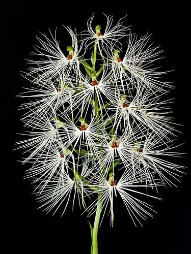 Habenaria myriotricha
