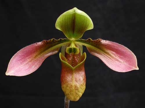Paphiopedilum appletonianum