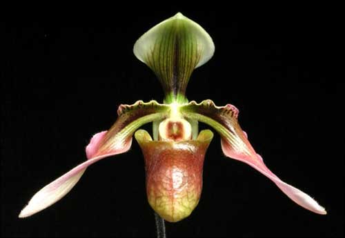 Paphiopedilum appletonianum