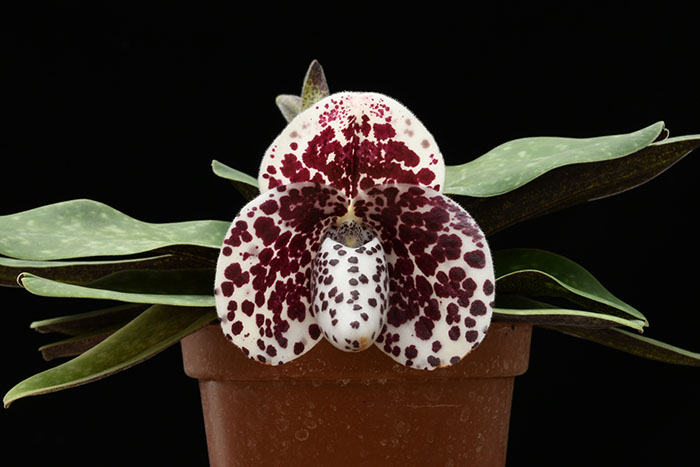 Paphiopedilum bellatulum x self