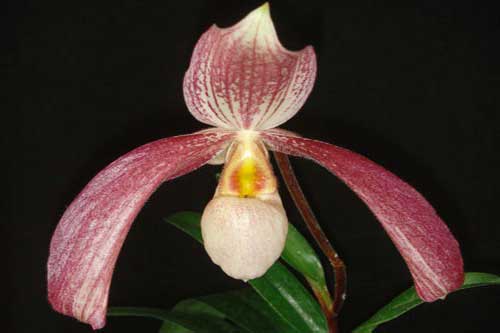 Paphiopedilum charlesworthii x parishii