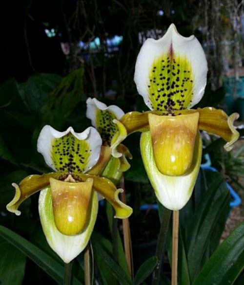 Paphiopedilum exul
