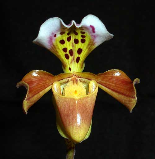 Paphiopedilum gratrixianum