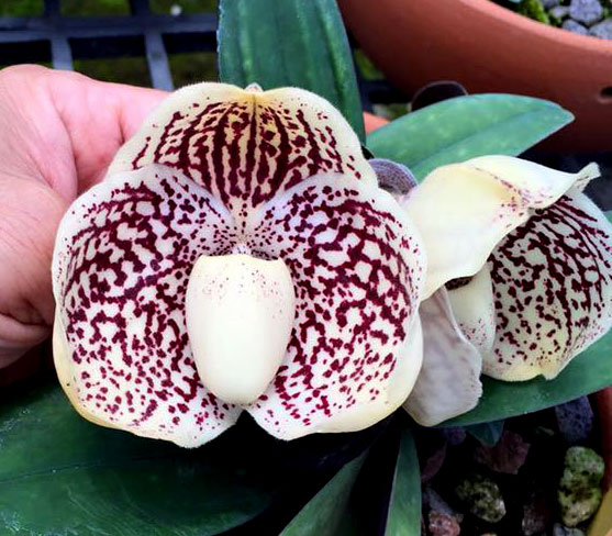 Paphiopedilum leucochilum 'Chen'